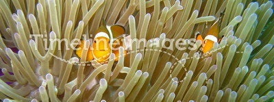 False Clown anemonefish (Amphiprion ocellaris)
