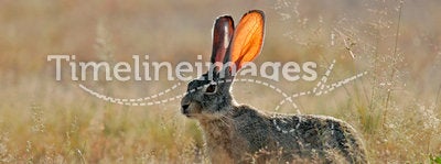 Scrub hare, Etosha National Park, Namibia