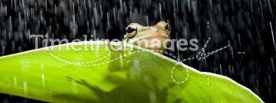 Frog in the rain