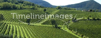 Italian Vineyards 6