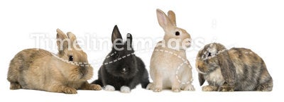 Bunny rabbits sitting in front of white background