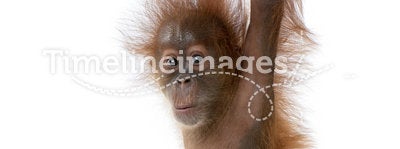 Baby Sumatran Orangutan hanging on rope
