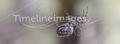Close-up photo of hunting spider