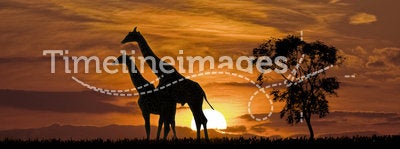 Sunset and The Giraffes
