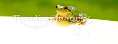 Green Frog Note