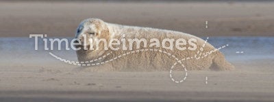 Grey Seal - Halichoerus grypus