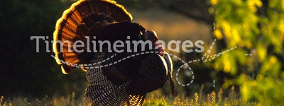 Strutting Wild Turkey Backlit
