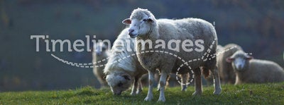 Sheep in the mountains in autumn