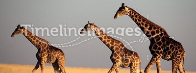 Giraffe trio in late afternoon light