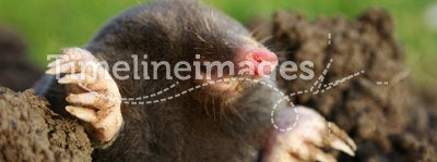 Mole. Dangerous mole in molehill, showing claws and teeth