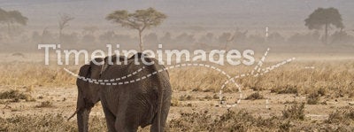 Elephant and mount Kilimanjaro