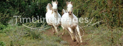 Arabian horses galloping