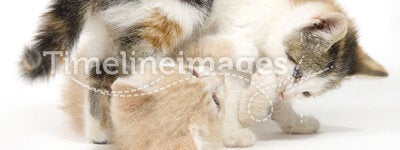 Two cats playing on white background