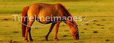 Horse on grassland