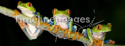 Red eyed green tree frog or gaudy tree frog