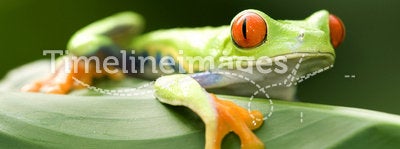 Curious red eyed green tree frog, costa rica