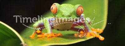 Curious baby red eyed green tree frog, costa rica