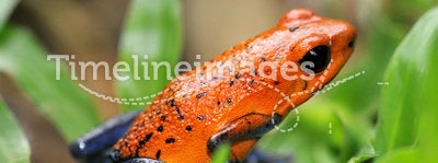 Blue jeans or strawberry poison dart frog