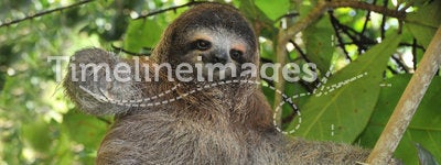Playful three toe sloth sitting in tree,costa rica