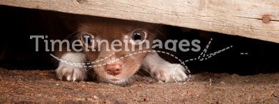 Puppy under a fence