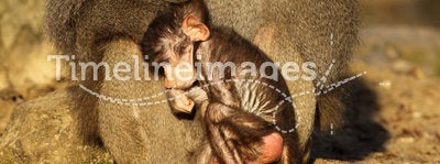 Male baboon with little baby monkey