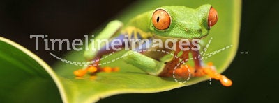 Curious red eyed green tree frog looking at camera