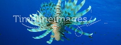 Lionfish on blue water background