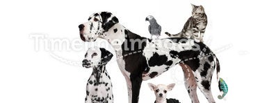 Group of pets in front of white background