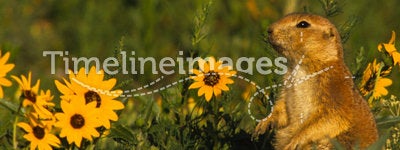 Prairie Dog and Sunflowers