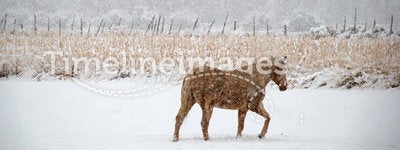 Horse Treads Winter Pasture