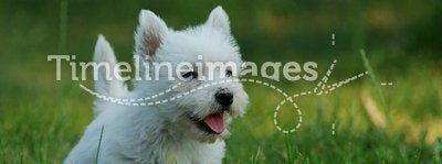 West highland white terrier 2
