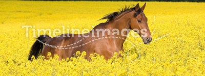 Running horse in colza field