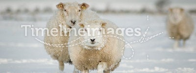 Winter sheep in snow