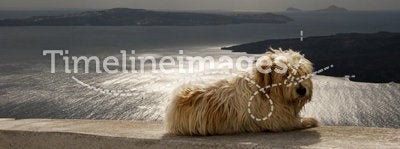 Dog on Wall Overlooking Santorini Caldera