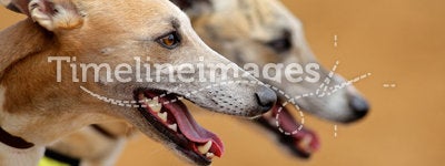 Greyhound portraits