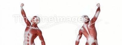Muscle man anatomy