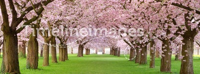 Cherry blossoms plenitude