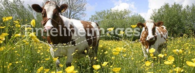 Cows in dutch landscape 4