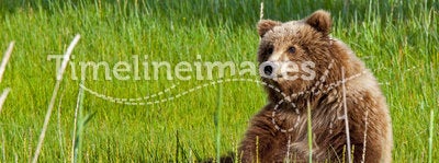 Alaskan grizzly brown bear cub wildlife watching meadow