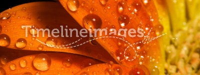 Orange flower macro water drops