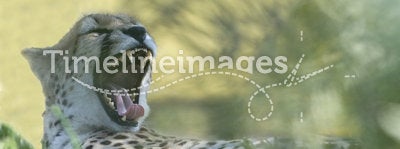 Cheetah yawning showing sharp teeth africa