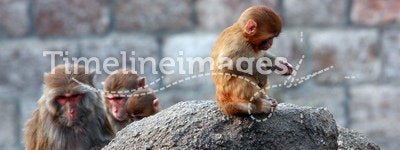 Small monkey