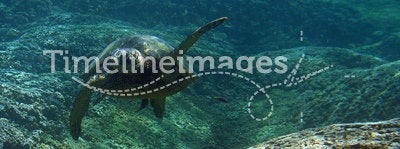 Underwater Green Sea Turtle