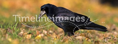 Black crow ( Corvux frugileus )