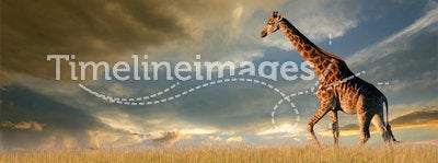 Giraffe on African plains