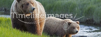 Grizzly brown bear bears sow and cub along meadow stream in Alaska