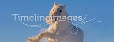 White shire horse running in the snow