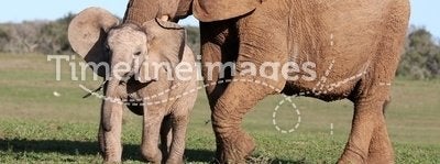 Baby Elephant Chasing Bird
