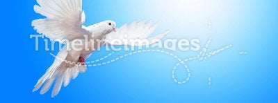 Soaring dove