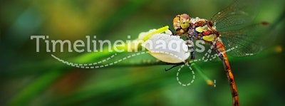 Dragonfly Odonata on Narcissus